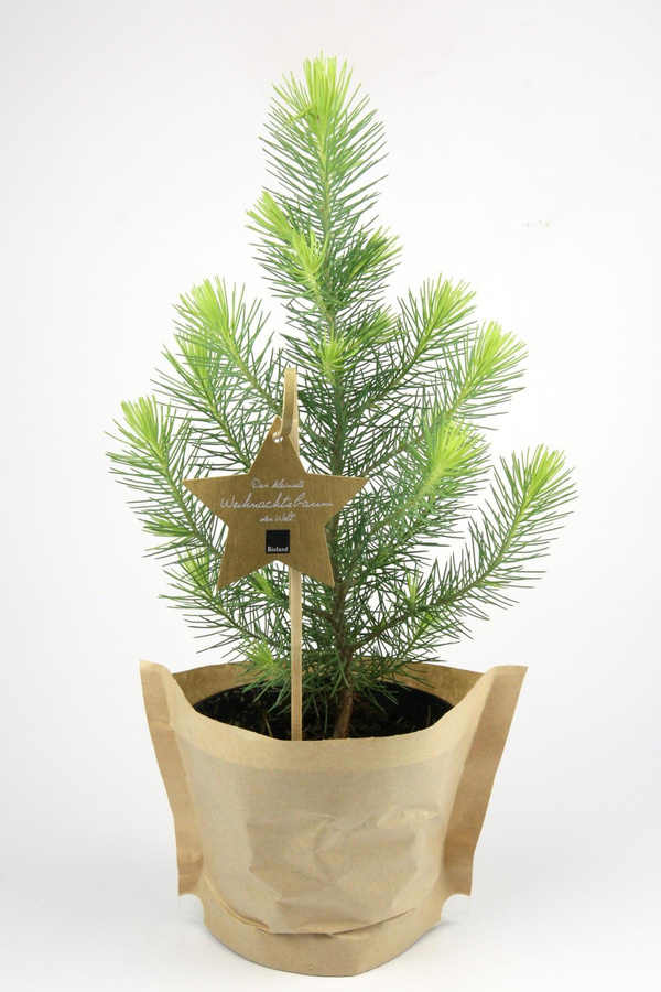 Produktfoto zu Tisch-Weihnachtsbäumchen "Pinus" Gärtnerei Blu