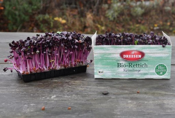 Produktfoto zu Rote Rettichkresse Schälchen