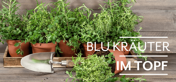 KI generiert: Tontöpfe mit Kräutern und einer Gartenschaufel. Text: "BLU KRÄUTER IM TOPF".