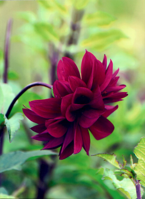 Produktfoto zu Pflanzknolle Dahlie lila Nr. 21