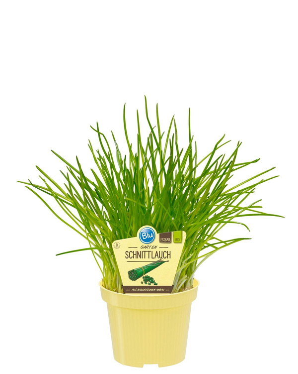 Produktfoto zu Gartenschnittlauch im Topf BLU Blumen