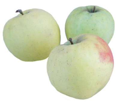 Produktfoto zu Glockenapfel