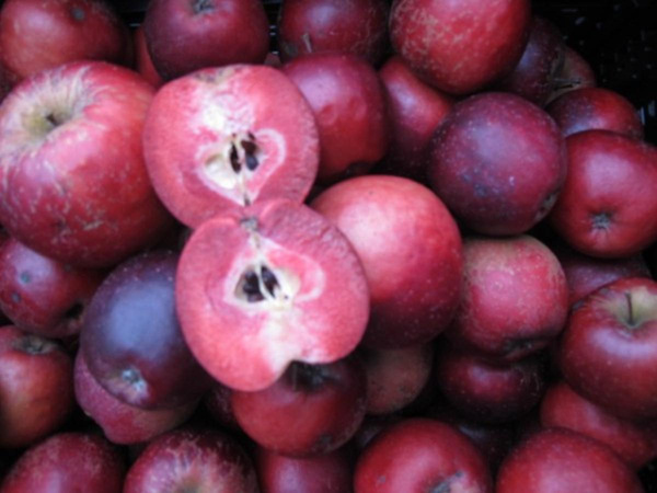 Produktfoto zu Apfel "Kissabel Jaune"