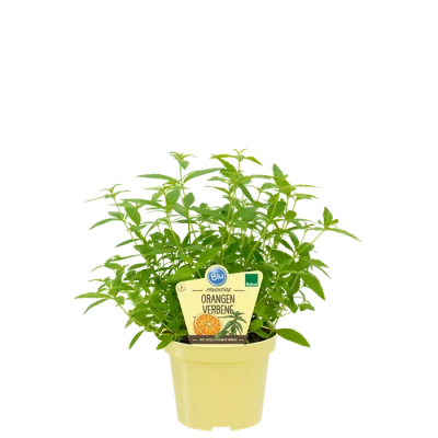 Produktfoto zu Orangenverbene im Topf BLU Blumen