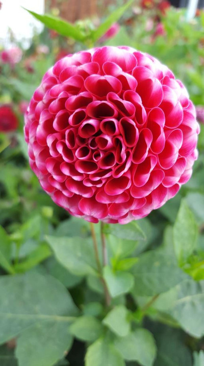 Produktfoto zu Pflanzknolle Dahlie rosa weiß Nr. 12