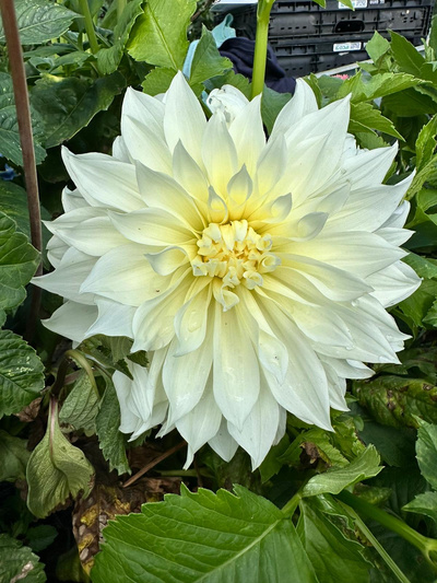 Produktfoto zu Pflanzknolle Dahlie Fleurel nr. 107