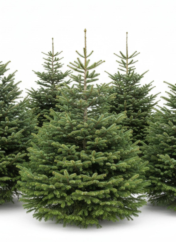Produktfoto zu Weihnachtsbaum Maxi-Nordmann (225-250cm)