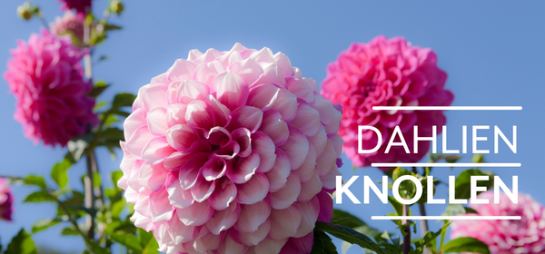 KI generiert: Das Bild zeigt reife Orangen, die an einem Baum hängen. Auf der linken Seite steht der Text "Orangen Kampagne".