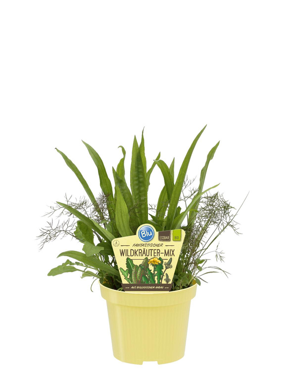 Produktfoto zu Wildkräuter Mix im Topf BLU Blumen