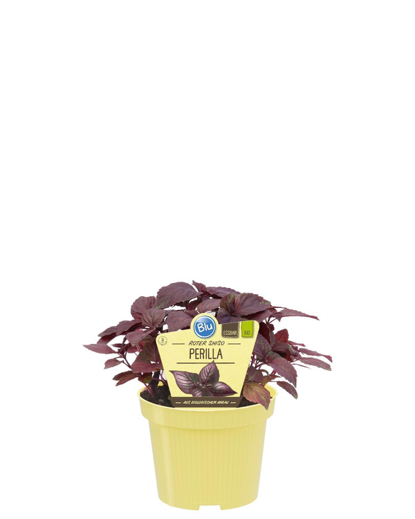 Produktfoto zu Perilla Shiso rot im Topf BLU Blumen