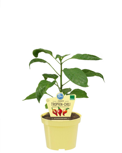 Produktfoto zu Tropfen Chili im Topf BLU Blumen