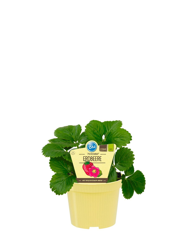 Produktfoto zu Erdbeere Toscana im Topf BLU
