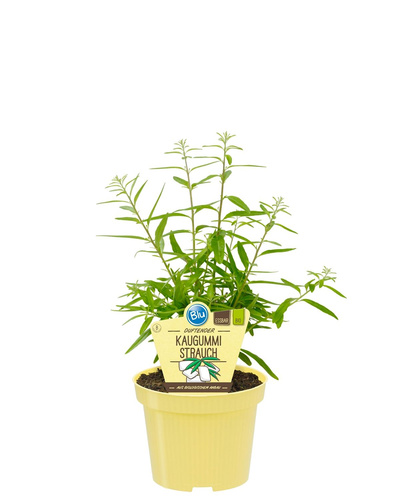 Produktfoto zu Kaugummistrauch im Topf BLU Blumen