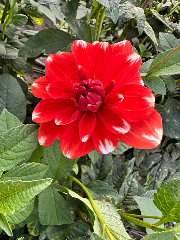 Produktfoto zu Pflanzknolle Dahlie Candy Cane Nr. 26