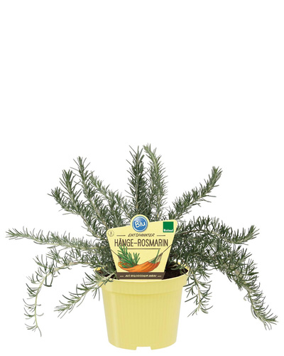 Produktfoto zu Hängerosmarin im Topf BLU Blumen