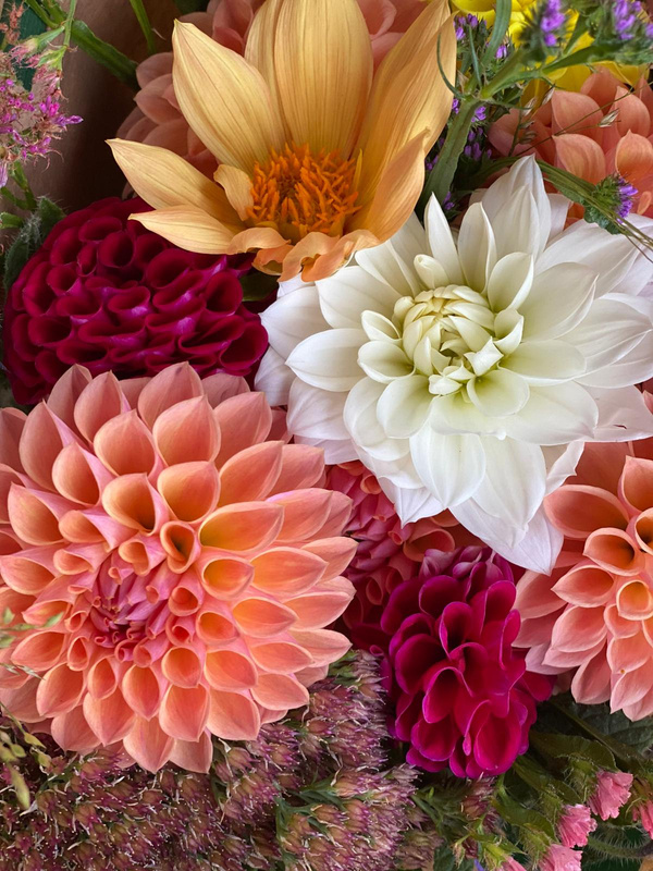 Produktfoto zu Dahlienknollen Überraschungsdahlien 9 Stück