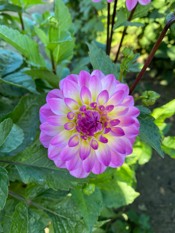 Produktfoto zu Pflanzknolle Dahlie lila-weiß mit gelber Mitte Nr. 18