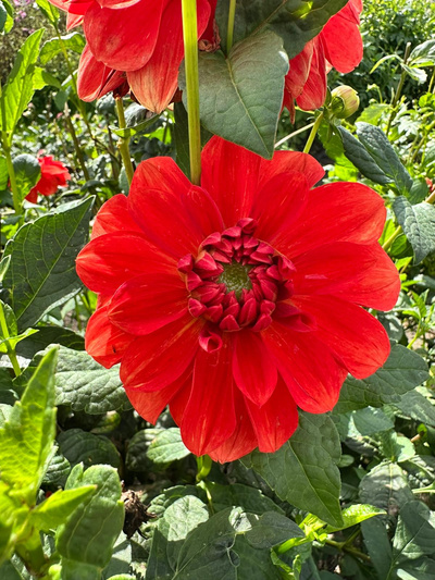 Produktfoto zu Pflanzknolle Dahlie rot Nr. 39