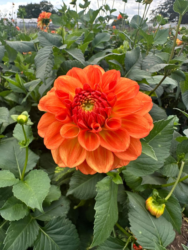 Produktfoto zu Pflanzknolle Dahlie rot orange Nr. 17