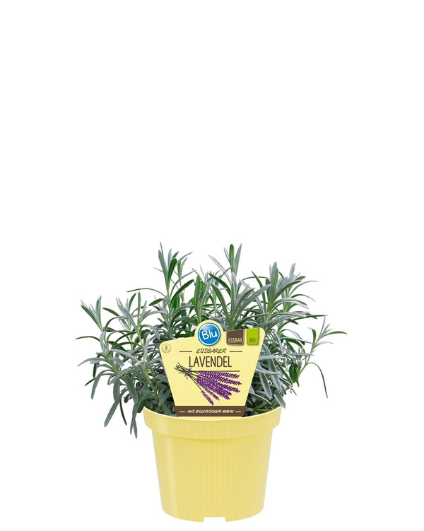 Produktfoto zu Lavendel essbar im Topf BLU Blumen