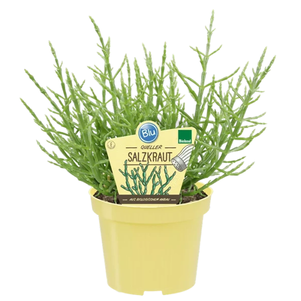 Produktfoto zu Salzkraut im Topf BLU Blumen