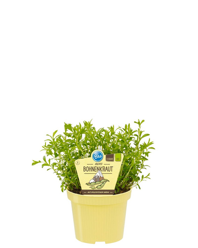 Produktfoto zu Berg Bohnenkraut im Topf BLU Blumen