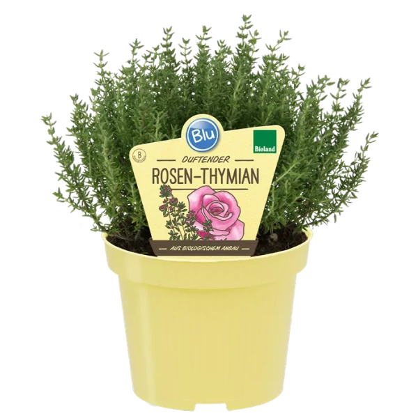 Produktfoto zu Rosenthymian im Topf BLU Blumen
