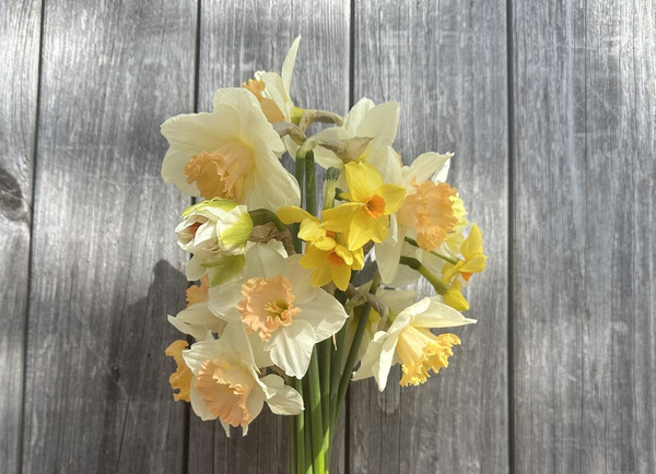 Produktfoto zu Bund Duftnarzissen (15 Stück) aus eigenem Anbau