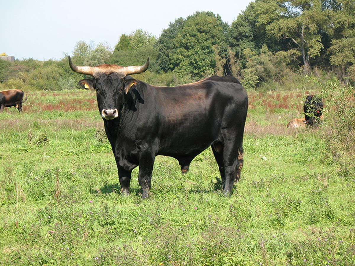 Fleischpaket vom Taurusrind ca. 5kg Bio-Station Soest