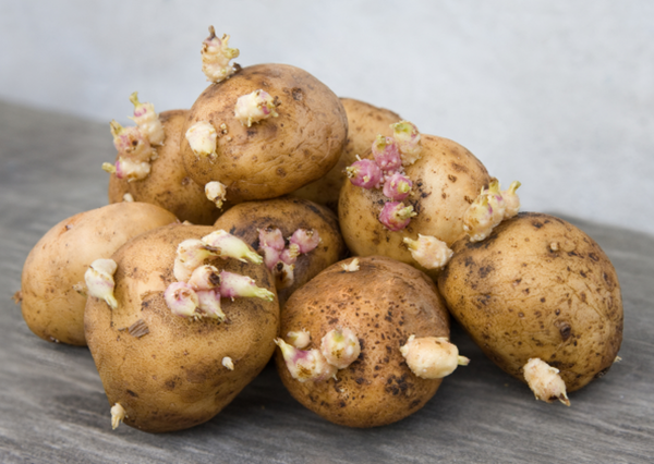 Produktfoto zu Pflanzkartoffeln Simonella festkochend
