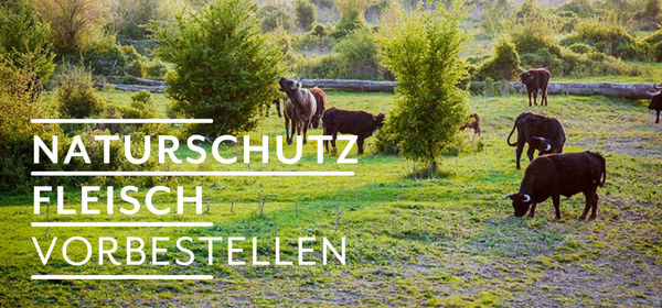 KI generiert: Das Bild zeigt reife Orangen, die an einem Baum hängen. Auf der linken Seite steht der Text "Orangen Kampagne".