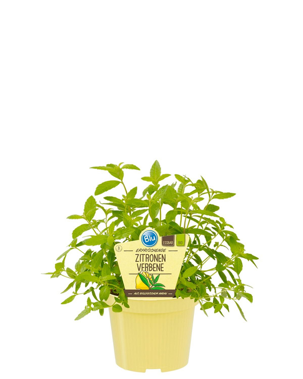 Produktfoto zu Zitronenverbene im Topf BLU Blumen