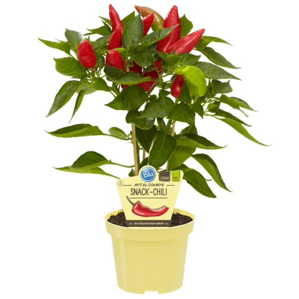 Produktfoto zu Snack Chili im Topf BLU Blumen