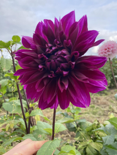 Produktfoto zu Pflanzknolle Dahlie Thomas A. Edison