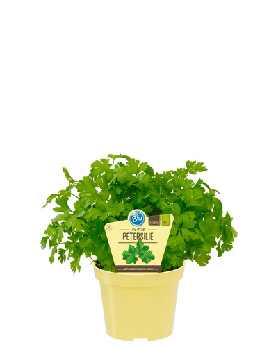 Produktfoto zu Petersilie glatt im Topf BLU