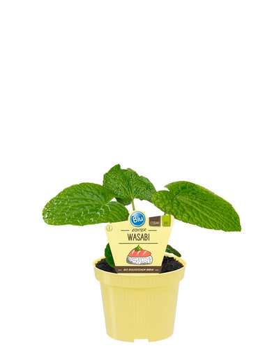 Produktfoto zu Echter Wasabi im Topf BLU Blumen
