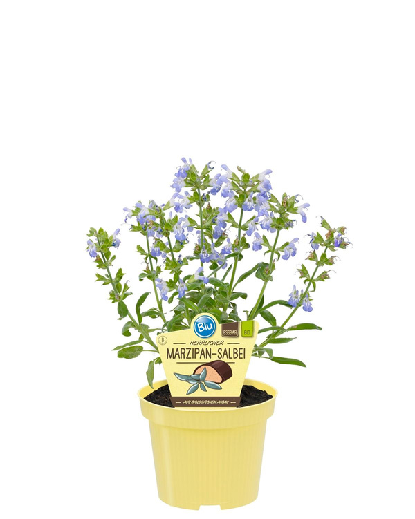 Produktfoto zu Marzipan Salbei im Topf BLU Blumen