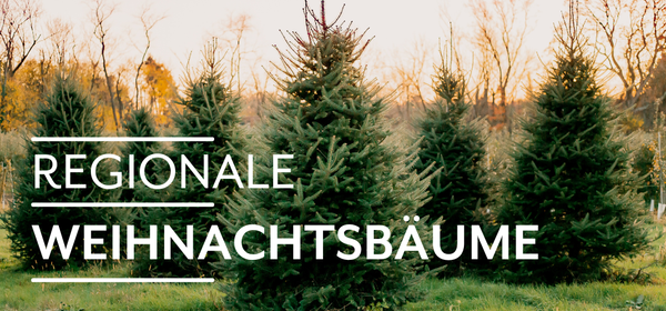 KI generiert: Das Bild zeigt reife Orangen, die an einem Baum hängen. Auf der linken Seite steht der Text "Orangen Kampagne".