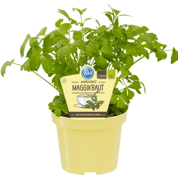 Produktfoto zu Liebstöckel _ Maggikraut im Topf BLU Blumen
