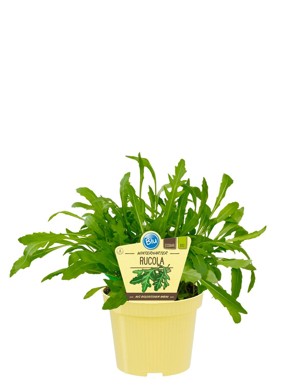 Produktfoto zu Rucola winterhart im Topf BLU Blumen