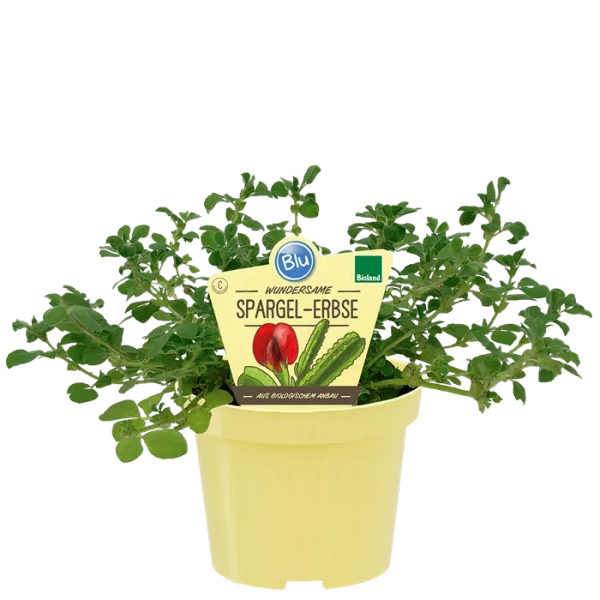 Produktfoto zu Spargelerbse im Topf BLU Blumen