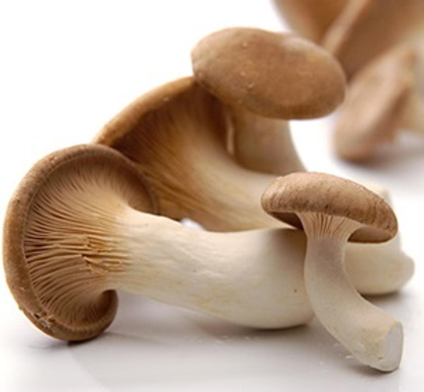 Produktfoto zu Kräuterseitling