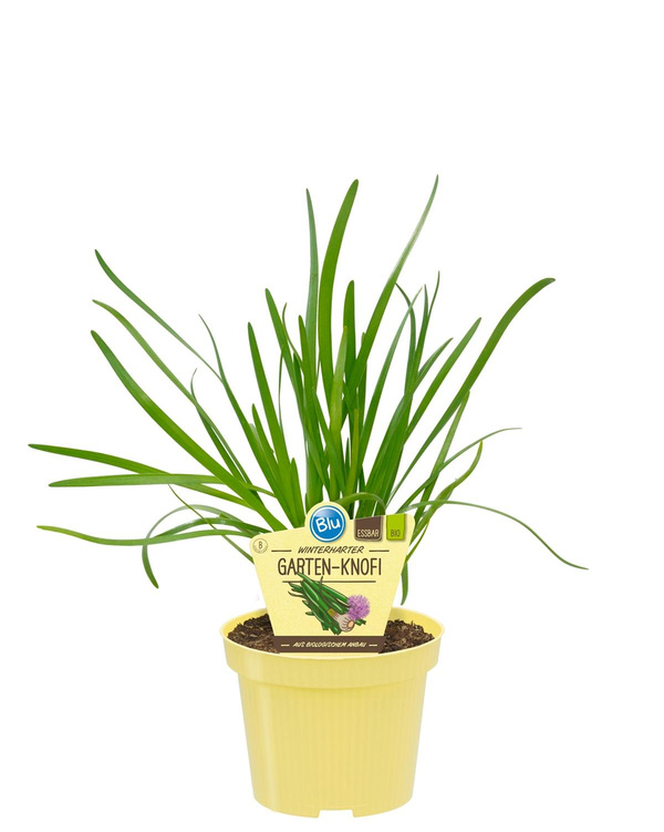 Produktfoto zu Gartenknofi im Topf BLU Blumen