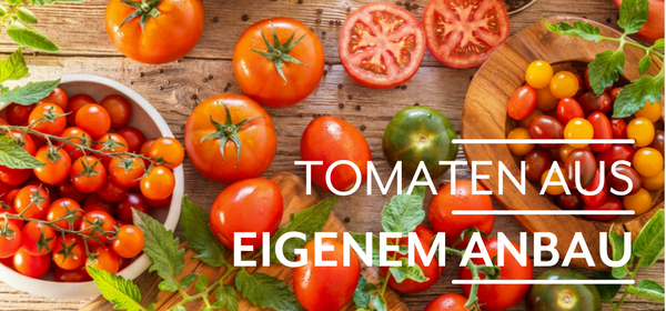KI generiert: Das Bild zeigt reife Orangen, die an einem Baum hängen. Auf der linken Seite steht der Text "Orangen Kampagne".