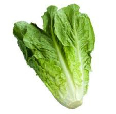 Produktfoto zu Römersalat klein