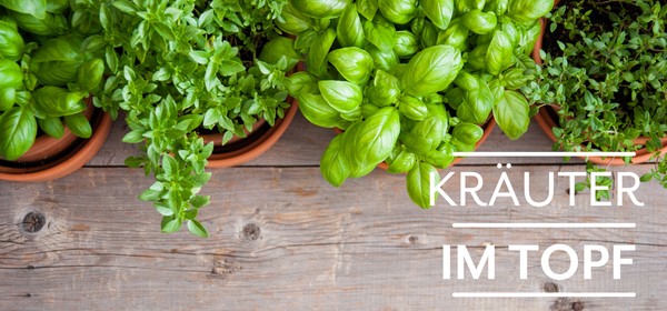 KI generiert: Das Bild zeigt reife Orangen, die an einem Baum hängen. Auf der linken Seite steht der Text "Orangen Kampagne".