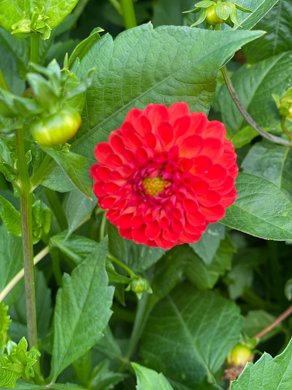 Produktfoto zu Pflanzknolle Dahlie Orange Nr. 13