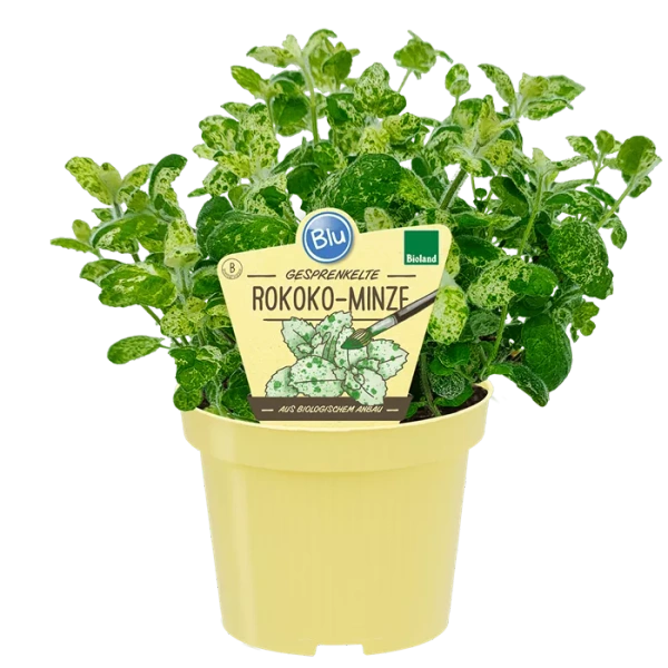 Produktfoto zu Rokoko Minze im Topf BLU Blumen