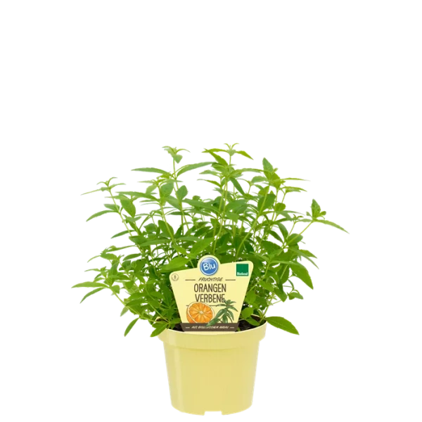 Produktfoto zu Orangenverbene im Topf BLU Blumen