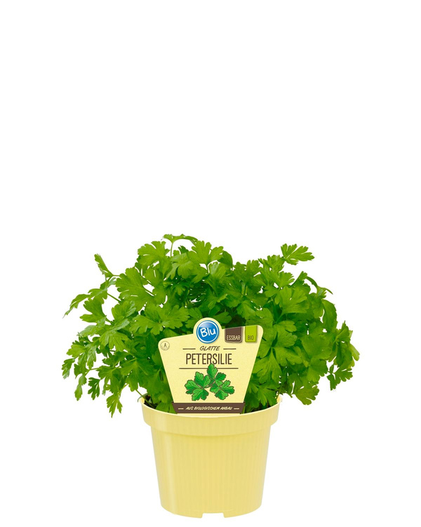 Produktfoto zu Petersilie glatt im Topf BLU